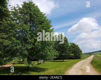 Lindenbaum Tilia, platyphyllos Linde Banque D'Images