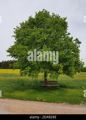 Lindenbaum, Tilia, platyphyllos, Linde Banque D'Images