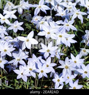 Fruehlingssternblume, Ipheion uniflorum Banque D'Images