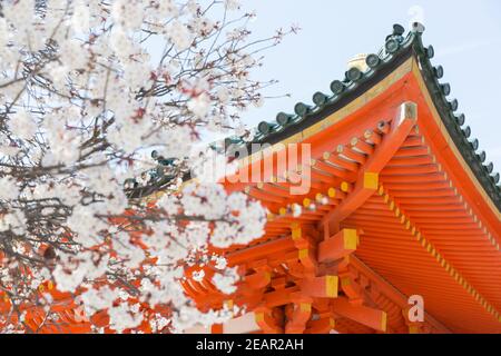 Kyoto Japon cerisiers en fleurs, ou Sakura au sanctuaire Heian Jingu Banque D'Images