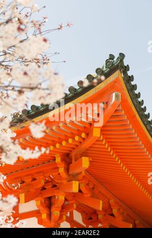 Kyoto Japon cerisiers en fleurs, ou Sakura au sanctuaire Heian Jingu Banque D'Images