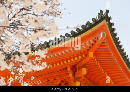 Kyoto Japon cerisiers en fleurs, ou Sakura au sanctuaire Heian Jingu Banque D'Images