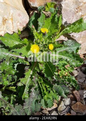 Gemuese-Gaensedistel, Sonchus oleraceus Keimling, Sproessling Banque D'Images