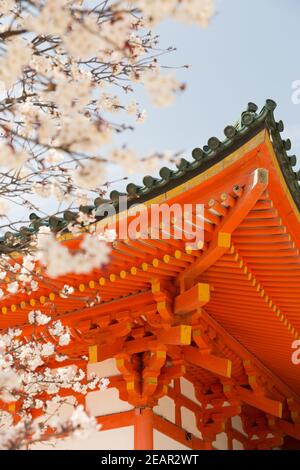 Kyoto Japon cerisiers en fleurs, ou Sakura au sanctuaire Heian Jingu Banque D'Images