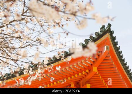 Kyoto Japon cerisiers en fleurs, ou Sakura au sanctuaire Heian Jingu Banque D'Images