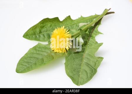 Loewenzahn, Taraxacum, officinale Banque D'Images