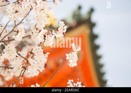 Kyoto Japon cerisiers en fleurs, ou Sakura au sanctuaire Heian Jingu Banque D'Images