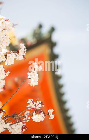 Kyoto Japon cerisiers en fleurs, ou Sakura au sanctuaire Heian Jingu Banque D'Images