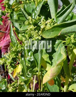 Gartenmelde, gruen, Atriplex hortensis, Banque D'Images