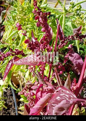 Gartenmelde, Rot, Atriplex hortensis, Banque D'Images