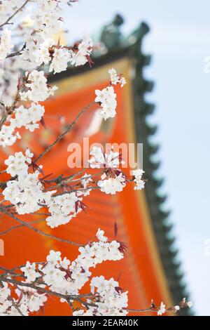 Kyoto Japon cerisiers en fleurs, ou Sakura au sanctuaire Heian Jingu Banque D'Images