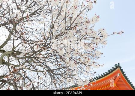 Kyoto Japon cerisiers en fleurs, ou Sakura au sanctuaire Heian Jingu Banque D'Images