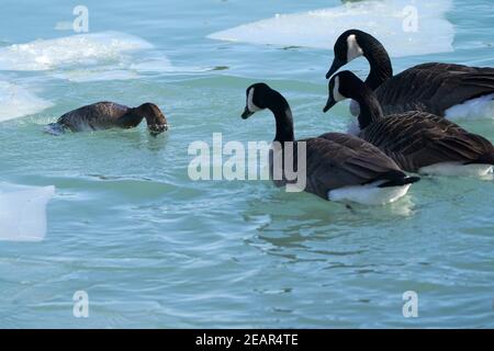 Canards plus grands de Fuligules, alias Blue bills Banque D'Images