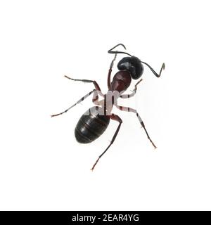 Schwarze Rossameise Camponotus herculeanus Banque D'Images