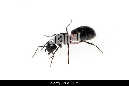 Schwarze Rossameise, Camponotus herculeanus Banque D'Images