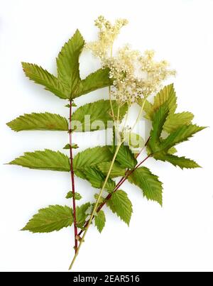 Maedesuess, Filipendula ulmaria, Banque D'Images