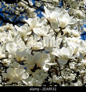 Magnolienbluete Banque D'Images