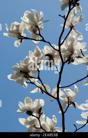 Yulan-Magnolie, Magnolienbluete données de Magnoliolia Banque D'Images