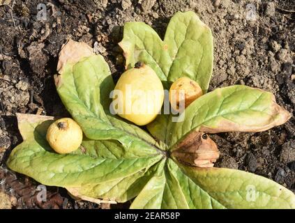 Maiapfel, Podophyllum peltatum, Banque D'Images