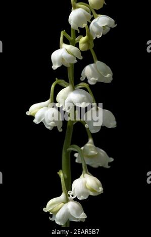 Maigloeckchen Convallaria majalis, Banque D'Images