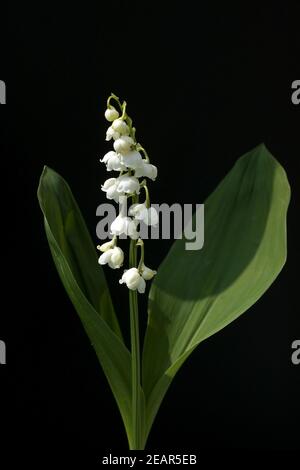 Maigloeckchen Convallaria majalis, Banque D'Images