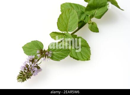 Le Mandarin, Mentha piperita Pfefferminze, x. Mitcham Banque D'Images