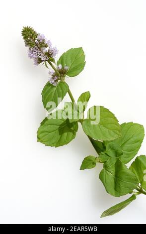 Le Mandarin, Mentha piperita Pfefferminze, x. Mitcham Banque D'Images