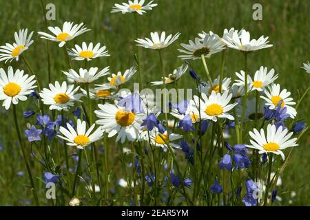 Glockenblumen Margeriten Blumenwiese,,, Banque D'Images