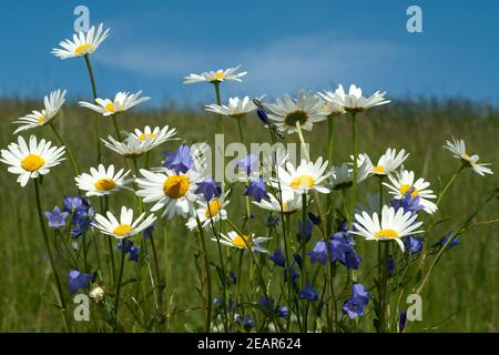 Glockenblumen Margeriten Blumenwiese,,, Banque D'Images