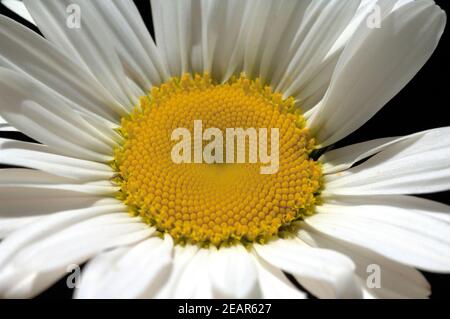 Margariten Wiesen-Margeriten ; Leucanthemum vulgare ; ; ; Banque D'Images