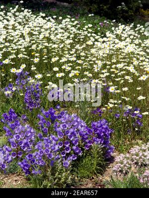 Margerite, Glockenblumen Banque D'Images