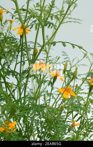 Gewuerztagetes, Tagetes tenuifolia Banque D'Images