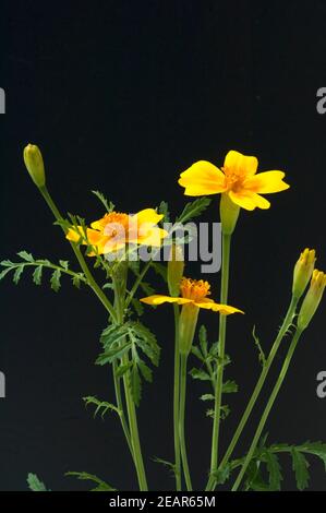 Gewuerztagetes, Tagetes tenuifolia Banque D'Images