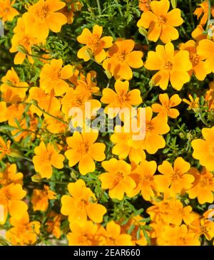 Gewuerztagetes, Tagetes tenuifolia, Heilpflanzen, - Banque D'Images