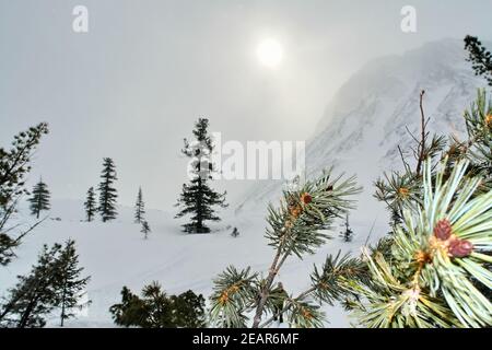 Montagnes Baikal en hiver dans la neige. Forêt dans les montagnes enneigées. Banque D'Images