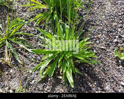 Spitzwegerich Plantago lanceolata Heilpflanze Banque D'Images