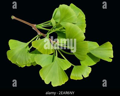 Ginkgo biloba, Banque D'Images