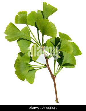 Le Ginkgo biloba, Ginkgonadel lebendes, combustibles, Baum des Jahres Banque D'Images