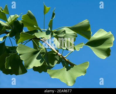 Ginkgo biloba Banque D'Images