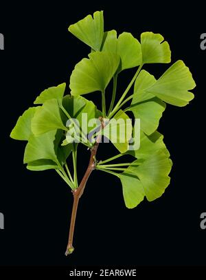 Le Ginkgo biloba, Ginkgonadel lebendes, combustibles, Baum des Jahres - Banque D'Images