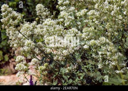 Spornblume, Centranthus, ruber, alba, Albus Banque D'Images