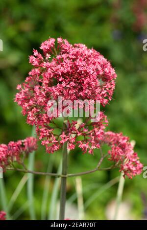 Spornblume, Centranthus ruber Banque D'Images