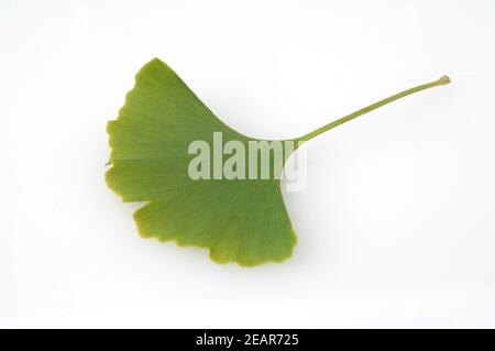 Ginkgo biloba, Ginkgonadel, Tau, Tautropfen Banque D'Images