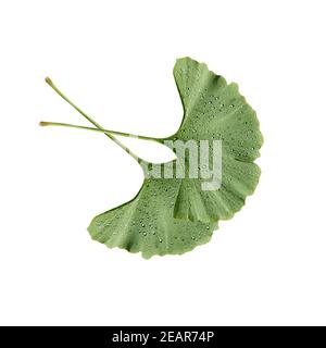 Le Ginkgo biloba, Ginkgonadel lebendes, combustibles, Baum des Jahres Banque D'Images