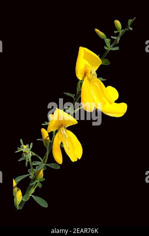 Cytisus scoparius Ginster ; ; ;, Ginsterbluete Banque D'Images