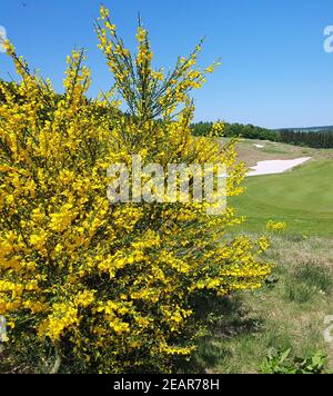 Ginster, Cytisus, scoparius, Ginsterbluete Banque D'Images