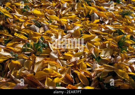 Herbstimpression, Laub, kirsche, Herbst Banque D'Images