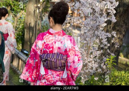 Kyoto Japon Shinbashi Dori Street: Femme dans kimono traditionnel coloré marchant sur Shirakawa Dori Street sous les cerisiers en fleurs (Sakura). Banque D'Images
