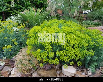 Steingarten, Steppenwolfsmilch, Euphorbia, seguieriana Banque D'Images