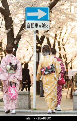 Kyoto Japon les femmes dans les kimonos traditionnels sur Shirakawa-minami dori dans le district de Gion marcher sous les cerisiers en fleurs, (Sakura). Banque D'Images